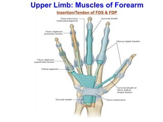 Upper Limb: Muscles of Forearm
Insertion/Tendon of FDS & FDP
 