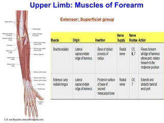 Upper Limb: Muscles of Forearm
Extensor: Superficial group
 
