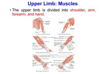 Upper Limb: Muscles
• The upper limb is divided into shoulder, arm,
forearm, and hand.
 