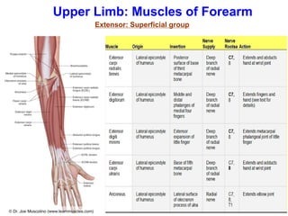 Upper Limb: Muscles of Forearm
Extensor: Superficial group
 