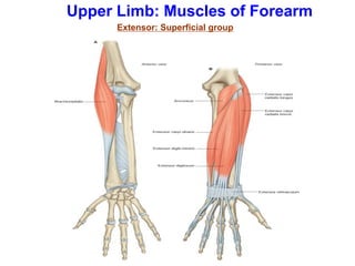 Upper Limb: Muscles of Forearm
Extensor: Superficial group
 