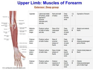 Upper Limb: Muscles of Forearm
Extensor: Deep group
 