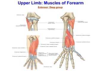 Upper Limb: Muscles of Forearm
Extensor: Deep group
 