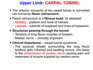  The anterior concavity of the carpal bones is converted
into tunnel by flexor retinaculum.
 Flexor retinaculum is a fibrous band. Its attached-
◦ Medially - pisiform and hook of hamate
◦ Laterally - tubercle of scaphoid and crest of trapezium
 Structures passing through the tunnel
◦ Tendons of long flexor muscles of forearm
◦ Median nerve – clinically important
 Clinical importance – carpal tunnel syndrome
◦ The synovial sheath surrounding the long flexor
tendons gets inflamed and swelling occurs, this leads
to the compression of median nerve causing pain and
weakness of muscle supplied by median nerve
Upper Limb: CARPAL TUNNEL
 