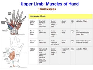 Upper Limb: Muscles of Hand
Thenar Muscles
 