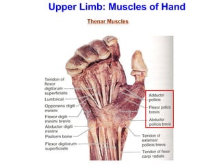 Upper Limb: Muscles of Hand
Thenar Muscles
 