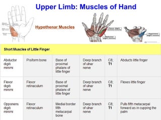 Upper Limb: Muscles of Hand
Hypothenar Muscles
 