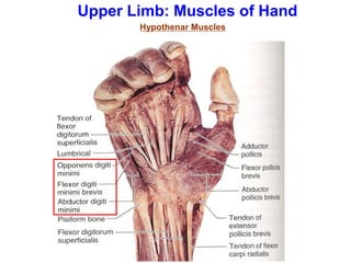 Upper Limb: Muscles of Hand
Hypothenar Muscles
 