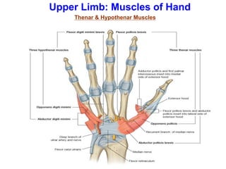 Upper Limb: Muscles of Hand
Thenar & Hypothenar Muscles
 