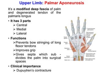 It’s a modified deep fascia of palm
and degenerated tendon of the
palmaris longus
• It has 3 parts
➢ Central
➢ Medial
➢ Lateral
• Functions
➢Prevents bow stringing of long
flexor tendons
➢Improves grip
➢Gives septa which sub -
divides the palm into surgical
spaces
• Clinical importance
➢ Dupuytren’s contracture
Upper Limb: Palmar Aponeurosis
 