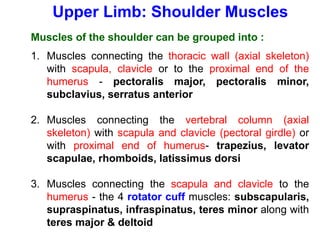 Upper Limb: Shoulder Muscles
Muscles of the shoulder can be grouped into :
1. Muscles connecting the thoracic wall (axial skeleton)
with scapula, clavicle or to the proximal end of the
humerus - pectoralis major, pectoralis minor,
subclavius, serratus anterior
2. Muscles connecting the vertebral column (axial
skeleton) with scapula and clavicle (pectoral girdle) or
with proximal end of humerus- trapezius, levator
scapulae, rhomboids, latissimus dorsi
3. Muscles connecting the scapula and clavicle to the
humerus - the 4 rotator cuff muscles: subscapularis,
supraspinatus, infraspinatus, teres minor along with
teres major & deltoid
 