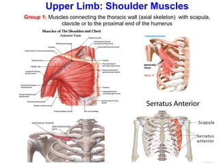 Group 1: Muscles connecting the thoracic wall (axial skeleton) with scapula,
clavicle or to the proximal end of the humerus
Upper Limb: Shoulder Muscles
 