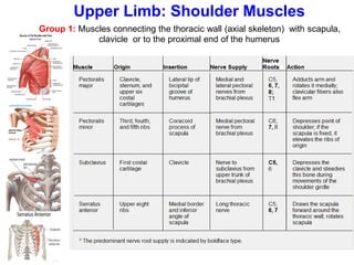 Group 1: Muscles connecting the thoracic wall (axial skeleton) with scapula,
clavicle or to the proximal end of the humerus
Upper Limb: Shoulder Muscles
 