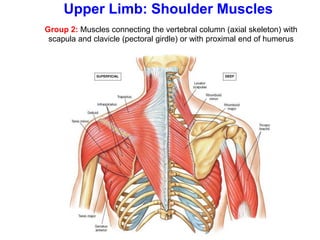 Group 2: Muscles connecting the vertebral column (axial skeleton) with
scapula and clavicle (pectoral girdle) or with proximal end of humerus
Upper Limb: Shoulder Muscles
 