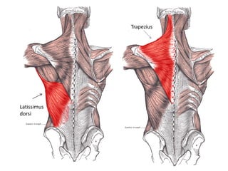 Trapezius
Latissimus
dorsi
 