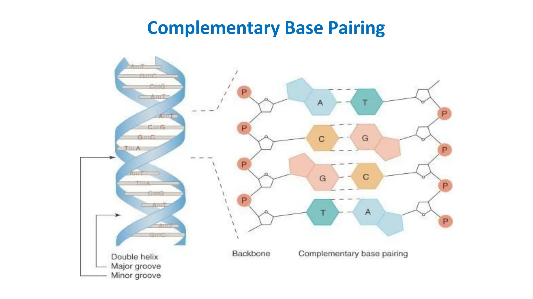 Complementary Base Pairing
 