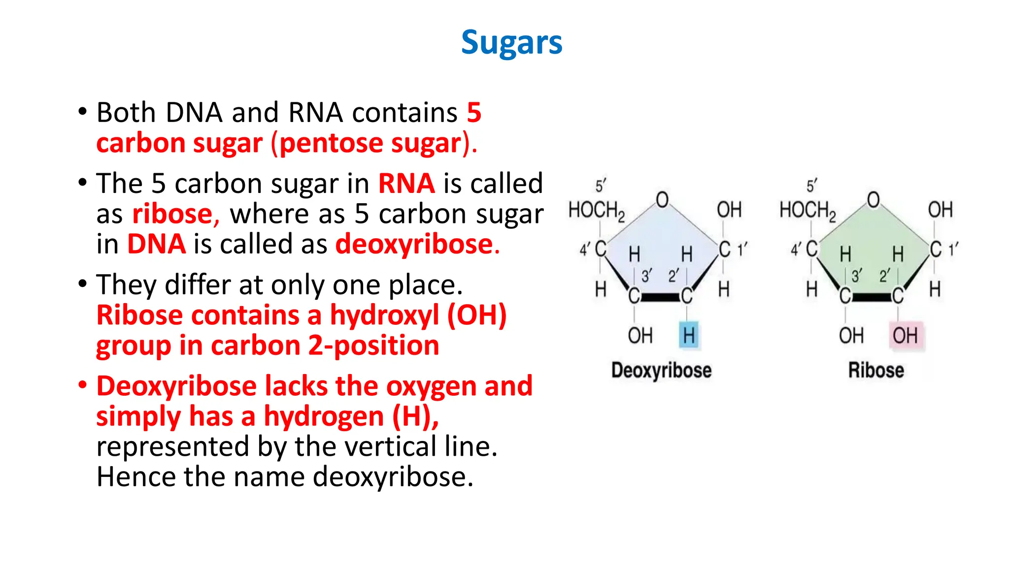 Sugars
• Both DNA and RNA contains 5
carbon sugar (pentose sugar).
• The 5 carbon sugar in RNA is called
as ribose, where as 5 carbon sugar
in DNA is called as deoxyribose.
• They differ at only one place.
Ribose contains a hydroxyl (OH)
group in carbon 2-position
• Deoxyribose lacks the oxygen and
simply has a hydrogen (H),
represented by the vertical line.
Hence the name deoxyribose.
 