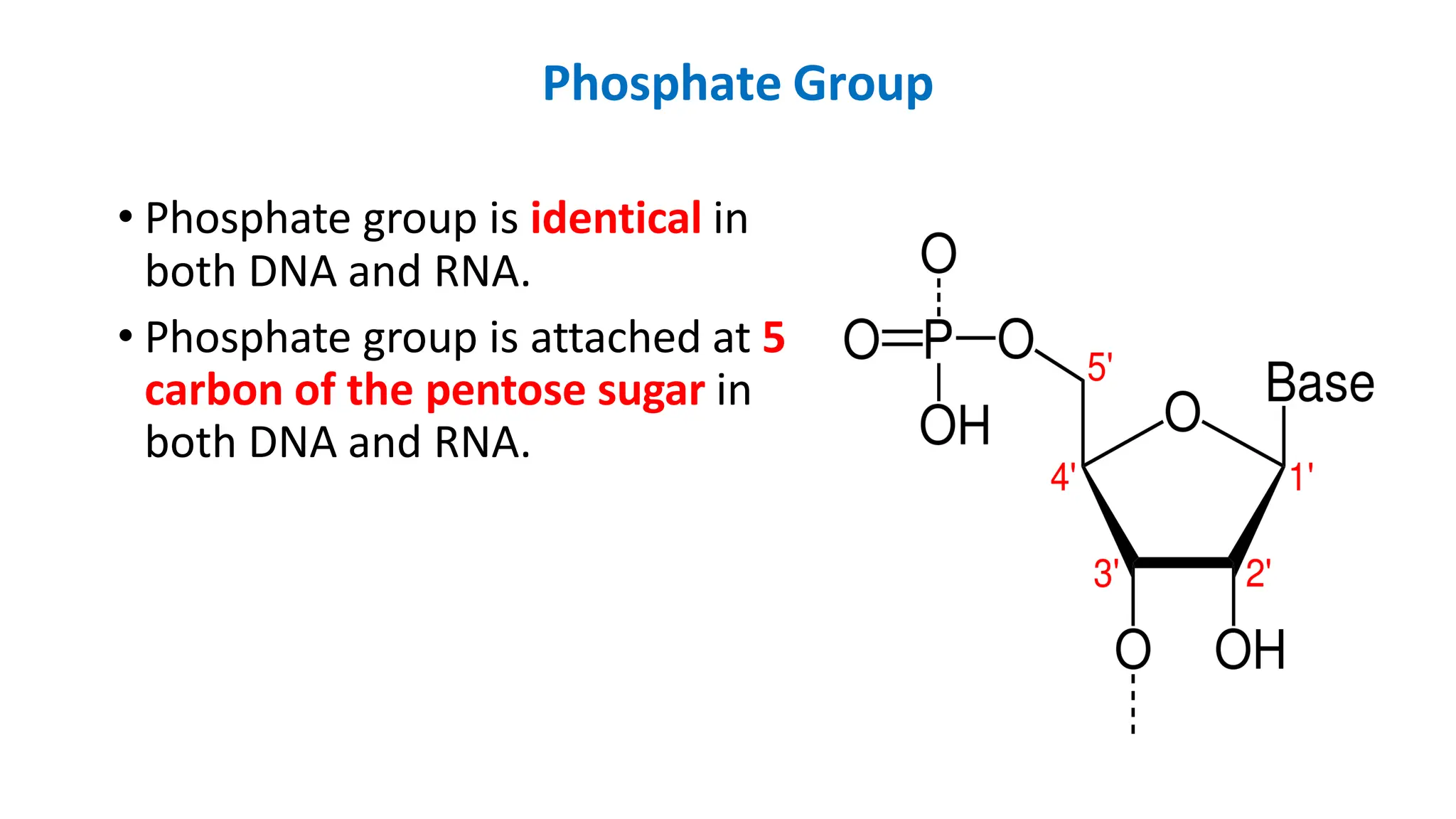Phosphate Group
• Phosphate group is identical in
both DNA and RNA.
• Phosphate group is attached at 5
carbon of the pentose sugar in
both DNA and RNA.
 