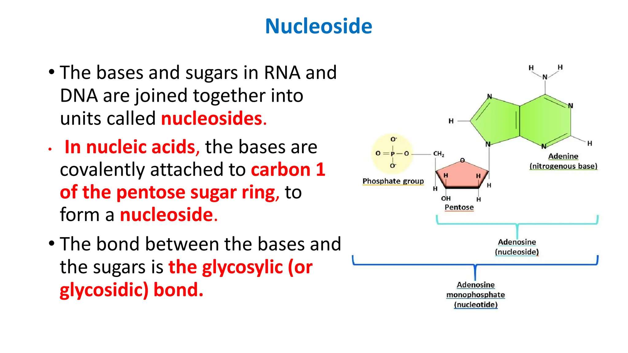 Nucleoside
• The bases and sugars in RNA and
DNA are joined together into
units called nucleosides.
• In nucleic acids, the bases are
covalently attached to carbon 1
of the pentose sugar ring, to
form a nucleoside.
• The bond between the bases and
the sugars is the glycosylic (or
glycosidic) bond.
 