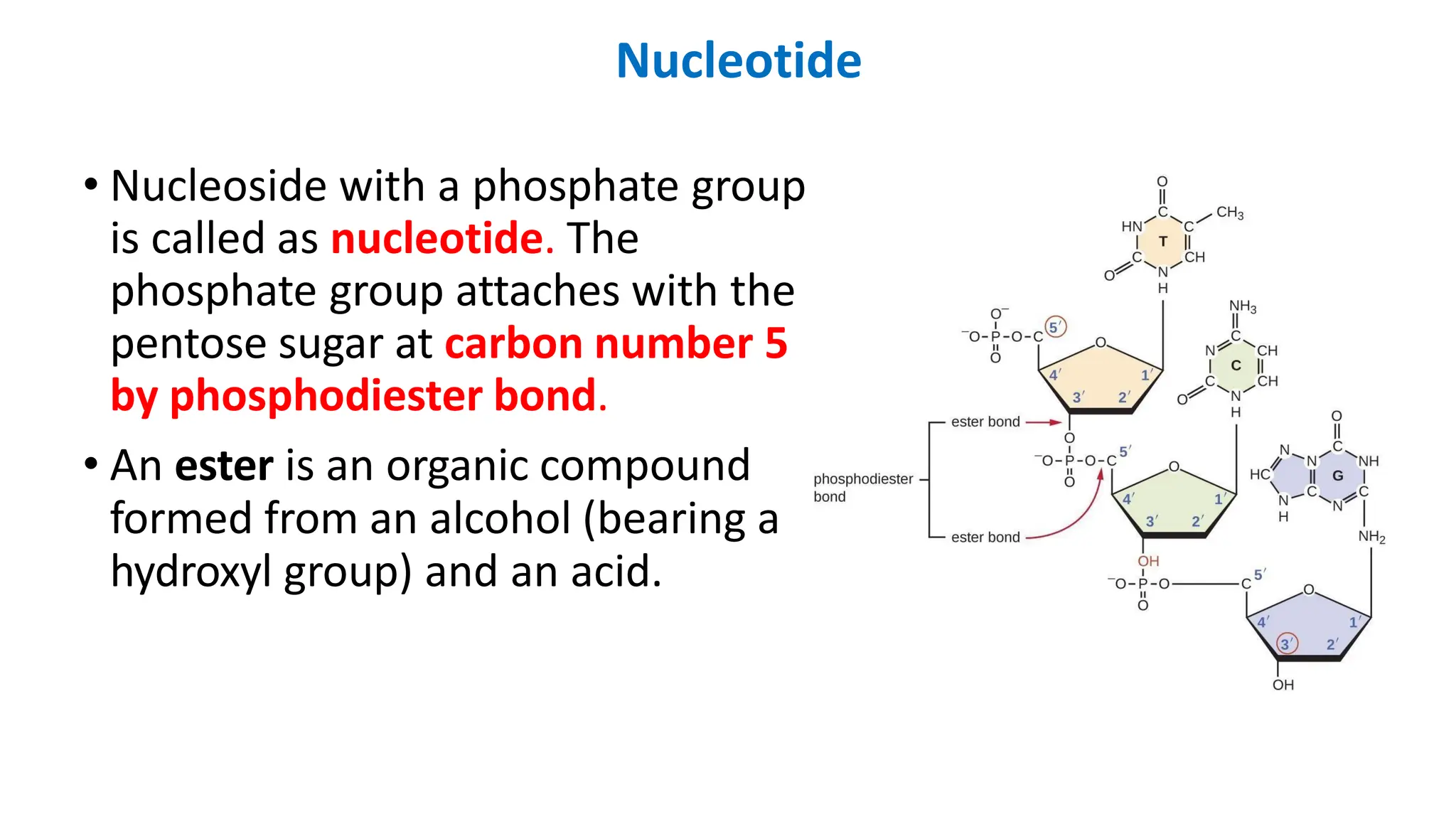 Nucleotide
• Nucleoside with a phosphate group
is called as nucleotide. The
phosphate group attaches with the
pentose sugar at carbon number 5
by phosphodiester bond.
• An ester is an organic compound
formed from an alcohol (bearing a
hydroxyl group) and an acid.
 