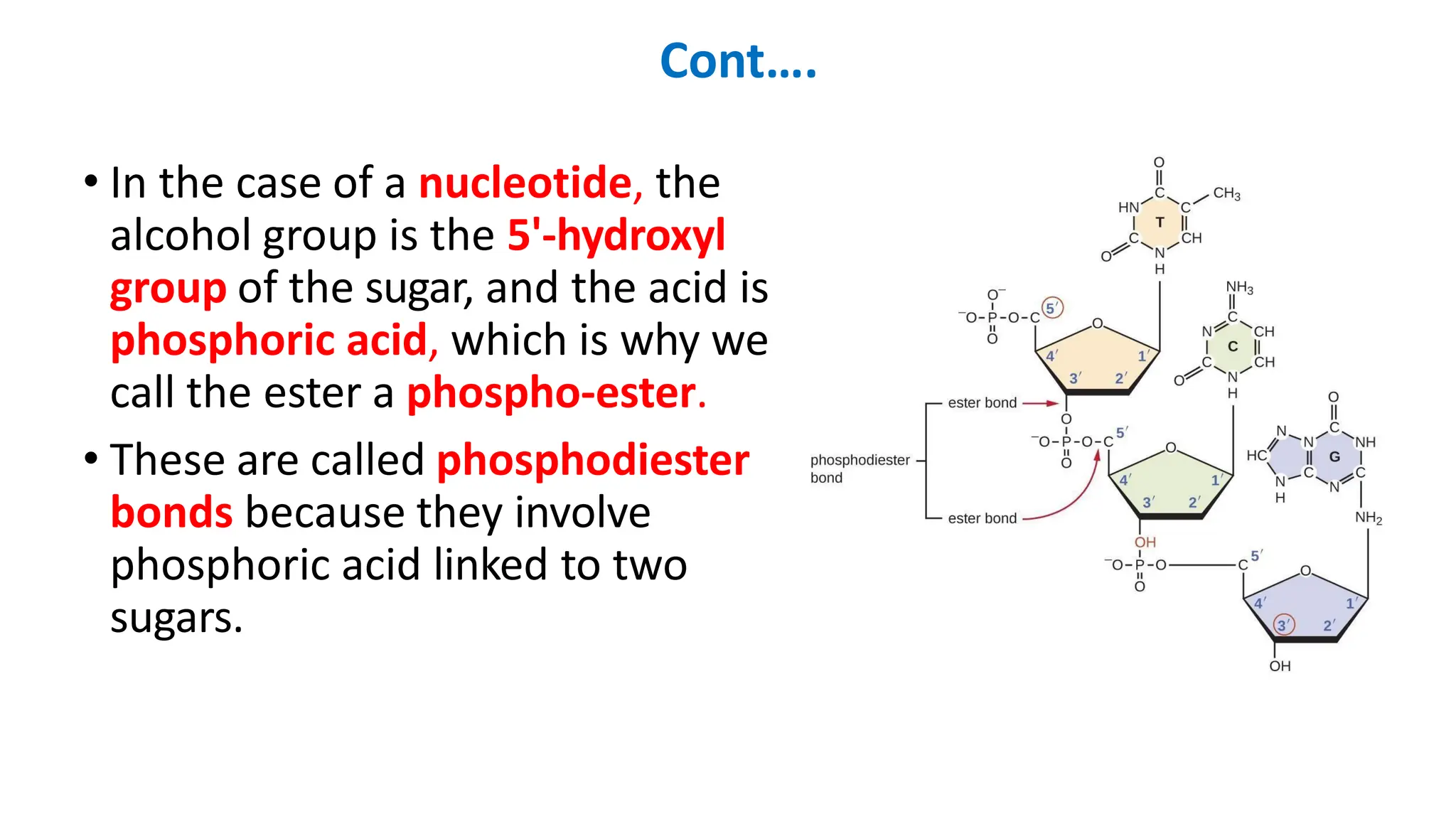 Cont….
• In the case of a nucleotide, the
alcohol group is the 5'-hydroxyl
group of the sugar, and the acid is
phosphoric acid, which is why we
call the ester a phospho-ester.
• These are called phosphodiester
bonds because they involve
phosphoric acid linked to two
sugars.
 