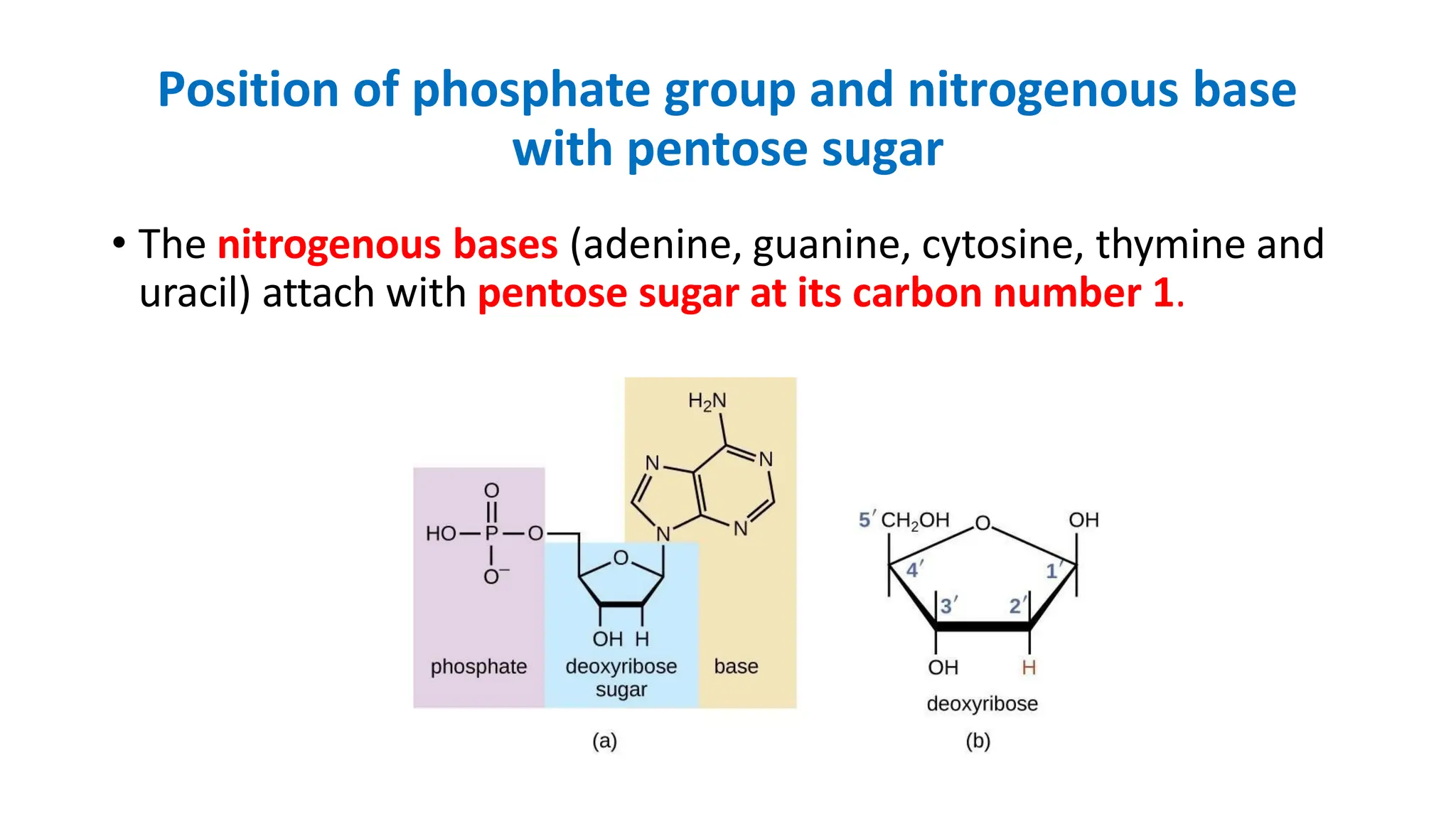 Position of phosphate group and nitrogenous base
with pentose sugar
• The nitrogenous bases (adenine, guanine, cytosine, thymine and
uracil) attach with pentose sugar at its carbon number 1.
 
