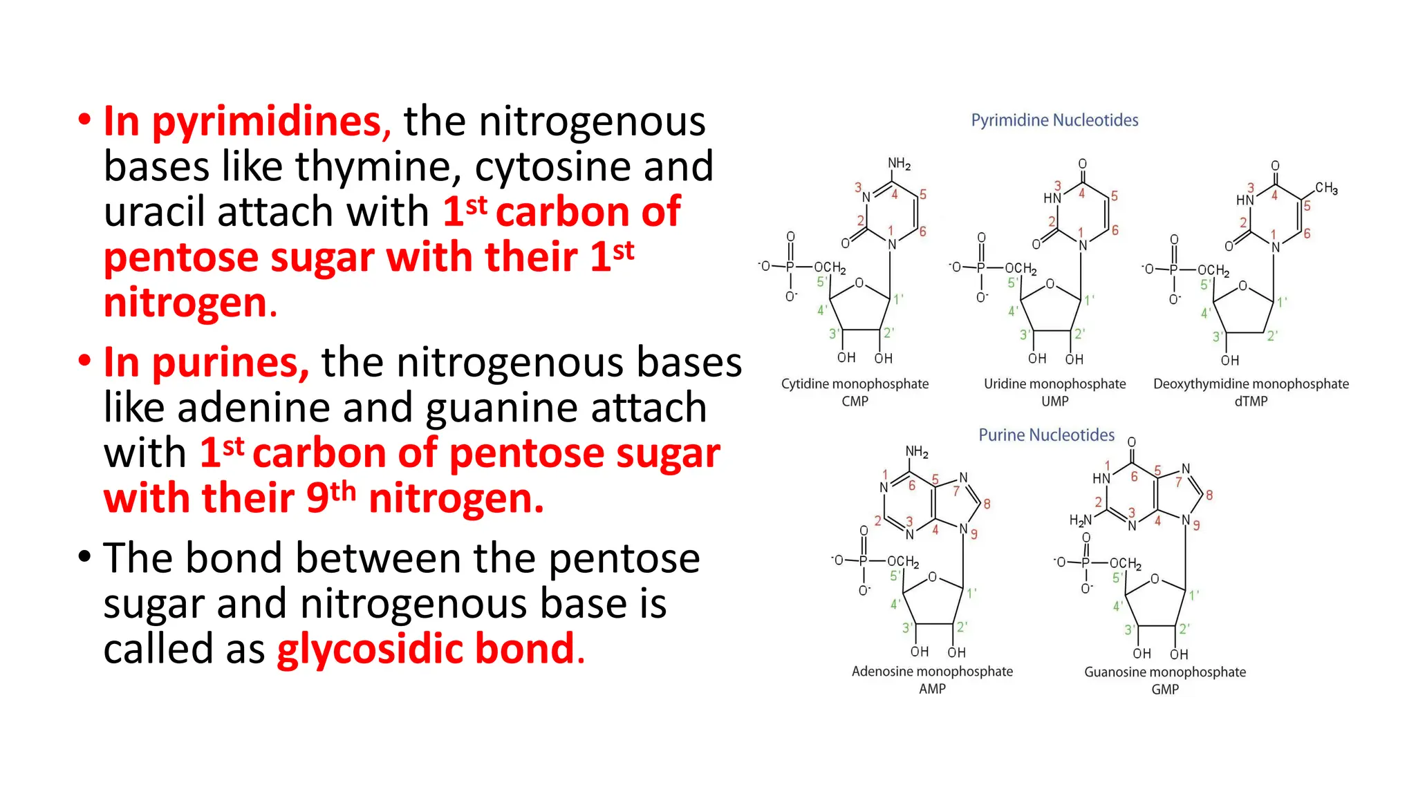 • In pyrimidines, the nitrogenous
bases like thymine, cytosine and
uracil attach with 1st carbon of
pentose sugar with their 1st
nitrogen.
• In purines, the nitrogenous bases
like adenine and guanine attach
with 1st carbon of pentose sugar
with their 9th nitrogen.
• The bond between the pentose
sugar and nitrogenous base is
called as glycosidic bond.
 
