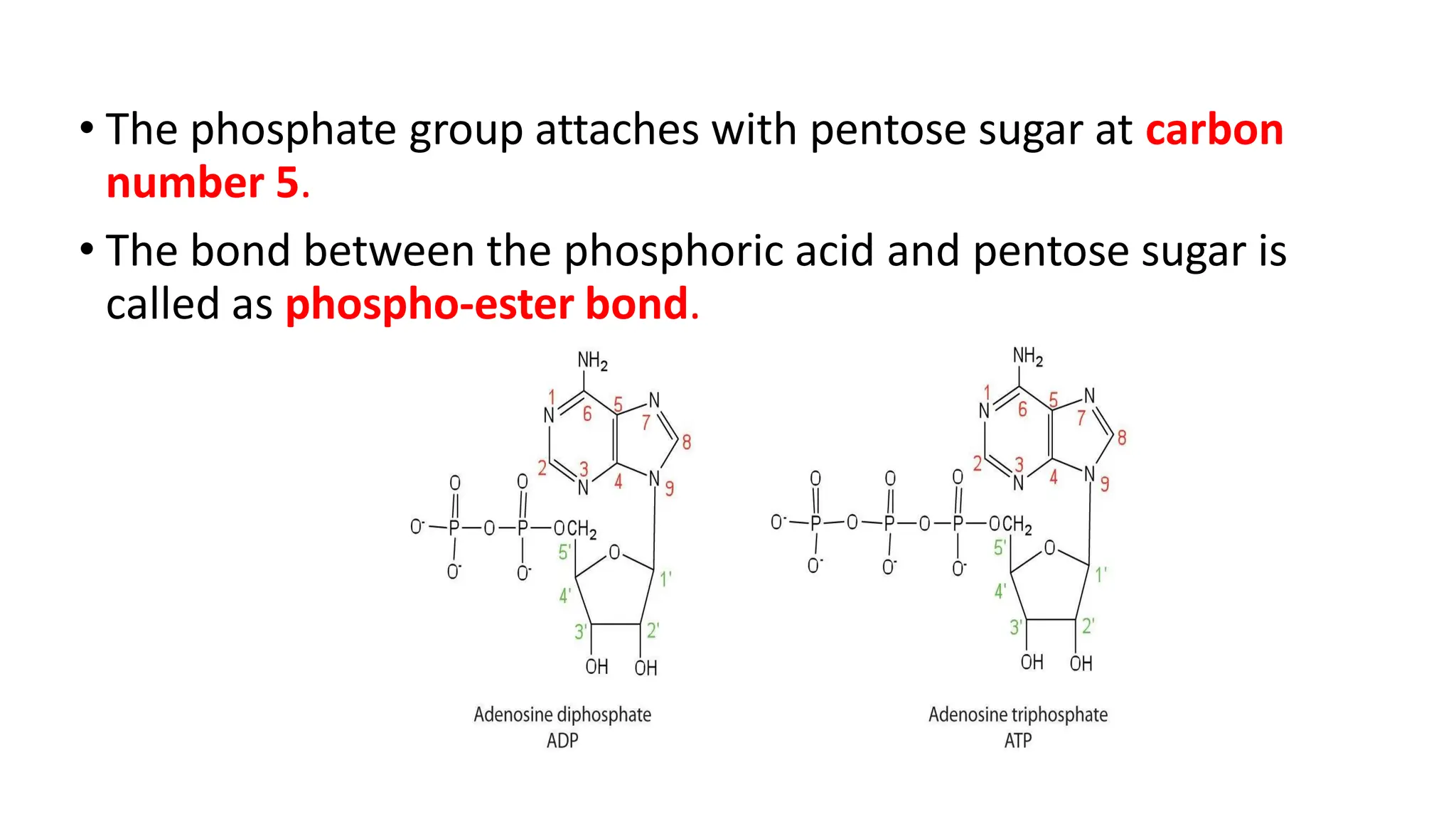 • The phosphate group attaches with pentose sugar at carbon
number 5.
• The bond between the phosphoric acid and pentose sugar is
called as phospho-ester bond.
 
