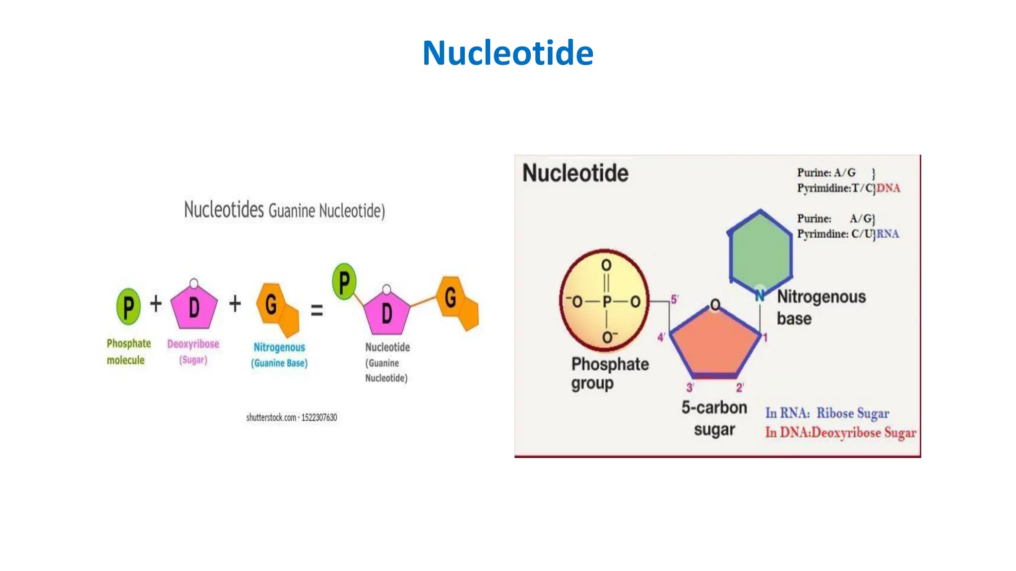 Nucleotide
 