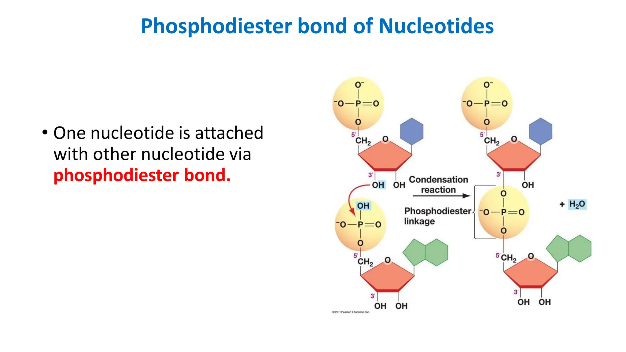 Phosphodiester bond of Nucleotides
• One nucleotide is attached
with other nucleotide via
phosphodiester bond.
 