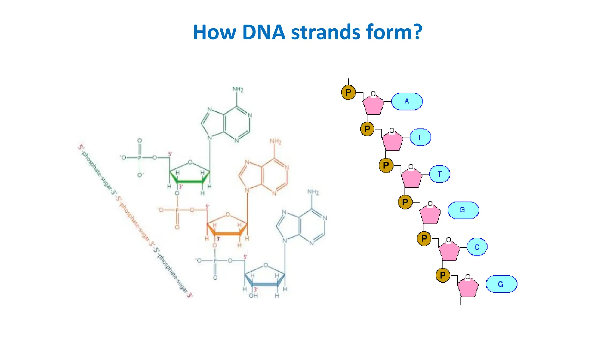 How DNA strands form?
 