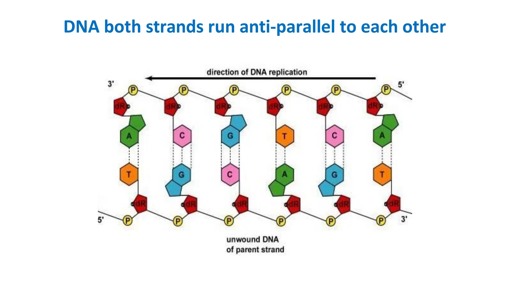 DNA both strands run anti-parallel to each other
 