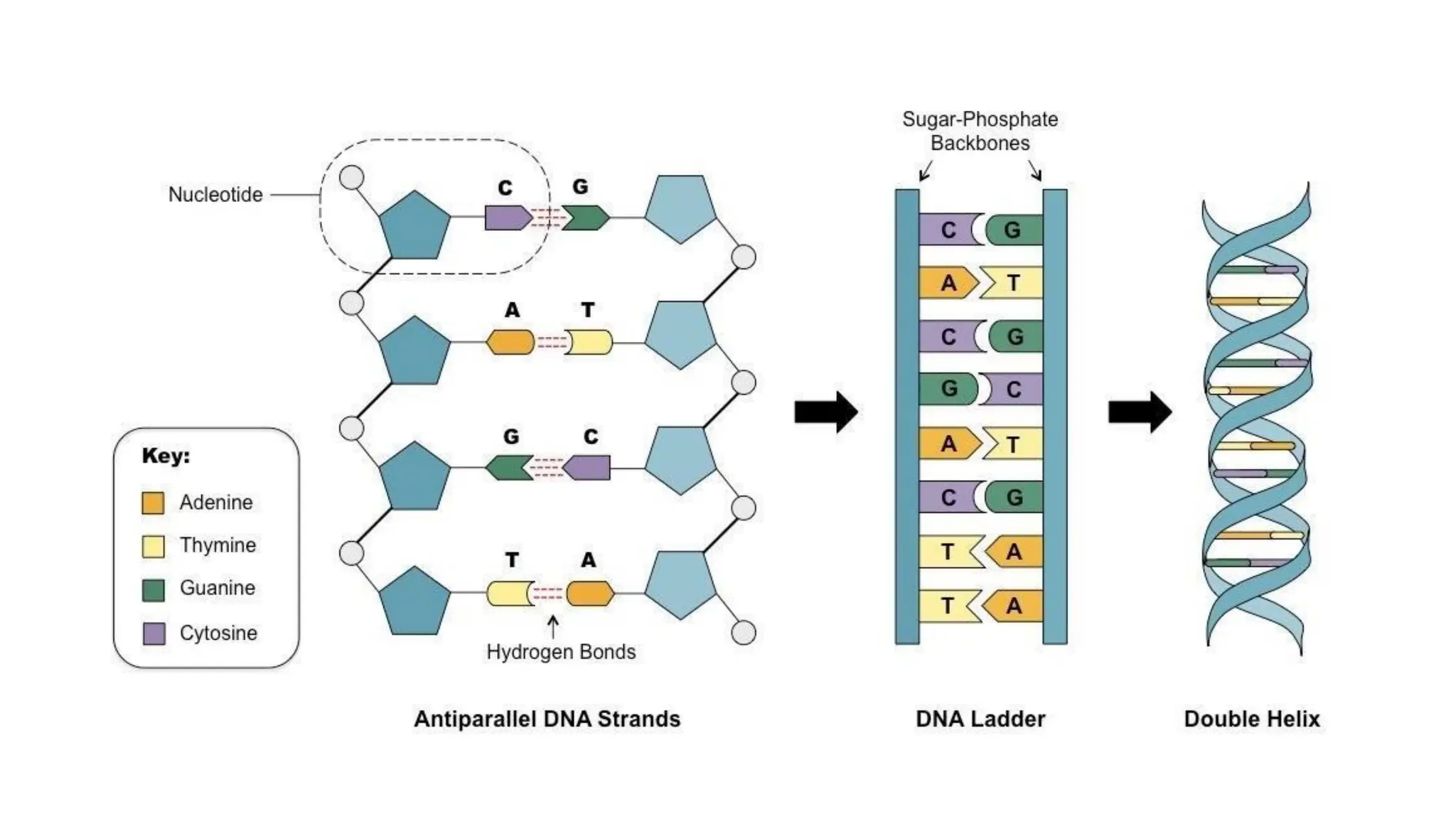 Definition of DNA and RNA & it's structure pdf
