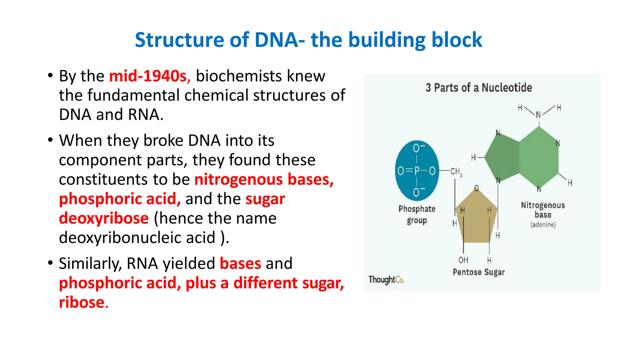 Structure of DNA- the building block
• By the mid-1940s, biochemists knew
the fundamental chemical structures of
DNA and RNA.
• When they broke DNA into its
component parts, they found these
constituents to be nitrogenous bases,
phosphoric acid, and the sugar
deoxyribose (hence the name
deoxyribonucleic acid ).
• Similarly, RNA yielded bases and
phosphoric acid, plus a different sugar,
ribose.
 