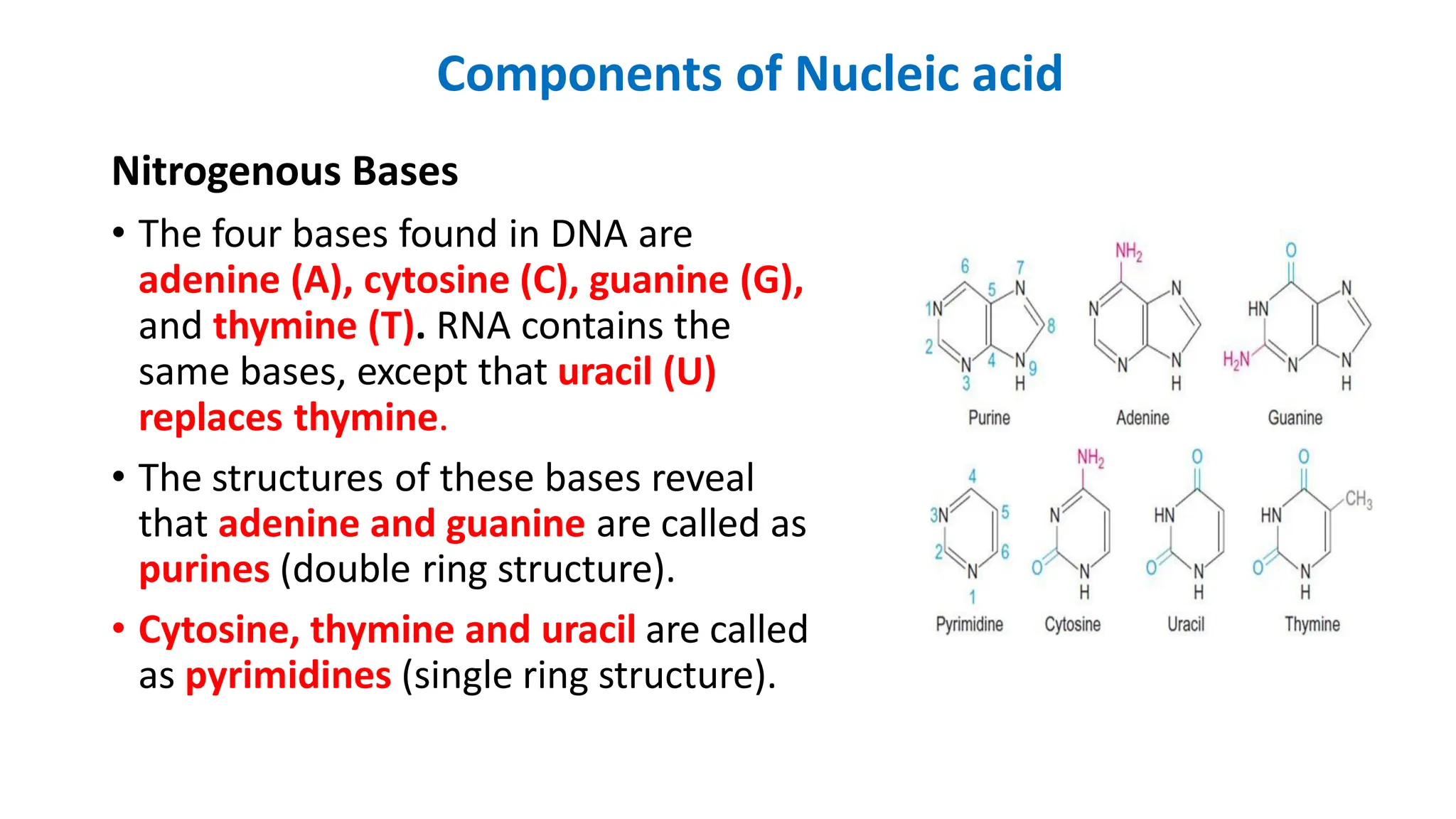 Components of Nucleic acid
Nitrogenous Bases
• The four bases found in DNA are
adenine (A), cytosine (C), guanine (G),
and thymine (T). RNA contains the
same bases, except that uracil (U)
replaces thymine.
• The structures of these bases reveal
that adenine and guanine are called as
purines (double ring structure).
• Cytosine, thymine and uracil are called
as pyrimidines (single ring structure).
 