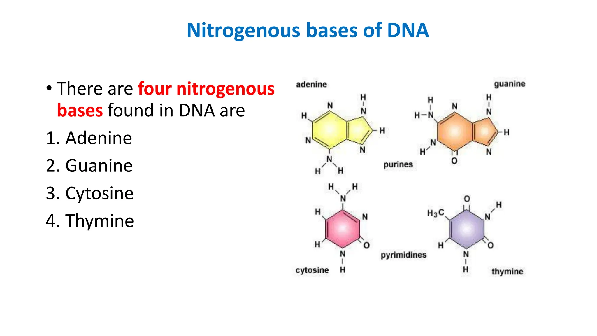 Nitrogenous bases of DNA
• There are four nitrogenous
bases found in DNA are
1. Adenine
2. Guanine
3. Cytosine
4. Thymine
 