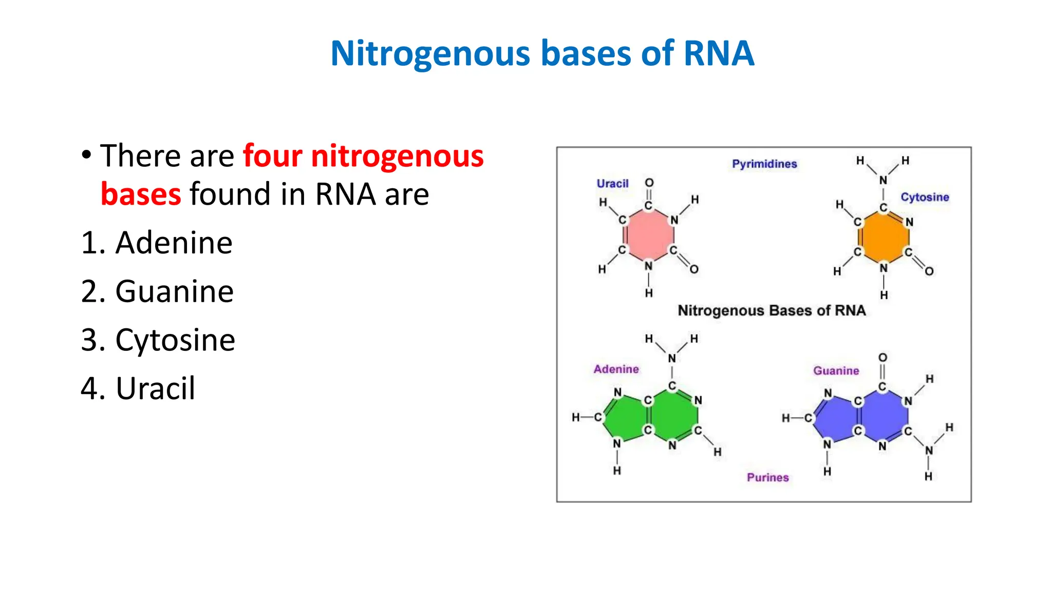 Nitrogenous bases of RNA
• There are four nitrogenous
bases found in RNA are
1. Adenine
2. Guanine
3. Cytosine
4. Uracil
 