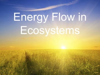 Energy Flow in
Ecosystems
 