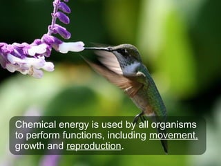 Chemical energy is used by all organisms
to perform functions, including movement,
growth and reproduction.
 