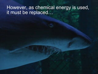 However, as chemical energy is used,
it must be replaced…
 