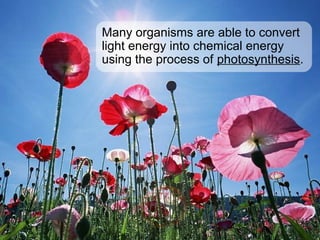 Many organisms are able to convert
light energy into chemical energy
using the process of photosynthesis.
 