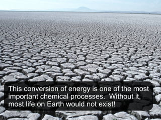 This conversion of energy is one of the most
important chemical processes. Without it,
most life on Earth would not exist!
 