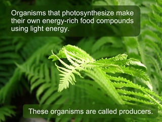 Organisms that photosynthesize make
their own energy-rich food compounds
using light energy.
These organisms are called producers.
 