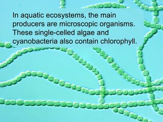 In aquatic ecosystems, the main
producers are microscopic organisms.
These single-celled algae and
cyanobacteria also contain chlorophyll.
 