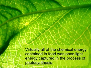 Virtually all of the chemical energy
contained in food was once light
energy captured in the process of
photosynthesis.
 