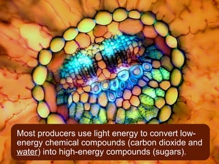 Most producers use light energy to convert low-
energy chemical compounds (carbon dioxide and
water) into high-energy compounds (sugars).
 