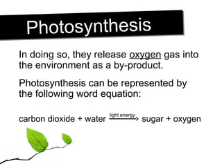 PhotosynthesisPhotosynthesis
In doing so, they release oxygen gas into
the environment as a by-product.
Photosynthesis can be represented by
the following word equation:
carbon dioxide + water sugar + oxygen
light energy
 