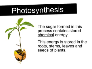 The sugar formed in this
process contains stored
chemical energy.
This energy is stored in the
roots, stems, leaves and
seeds of plants.
PhotosynthesisPhotosynthesis
 