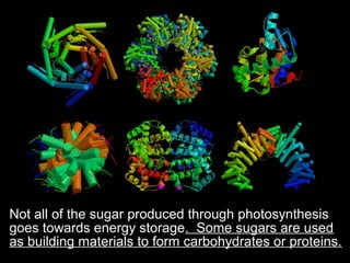 Not all of the sugar produced through photosynthesis
goes towards energy storage. Some sugars are used
as building materials to form carbohydrates or proteins.
 