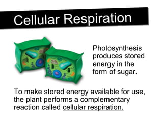 Cellular RespirationCellular Respiration
Photosynthesis
produces stored
energy in the
form of sugar.
To make stored energy available for use,
the plant performs a complementary
reaction called cellular respiration.
 